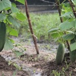 Técnicos da Cohidro testam com sucesso nova variedade de pepino em Lagarto - Fotos: Ascom/Cohidro