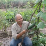Técnicos da Cohidro testam com sucesso nova variedade de pepino em Lagarto - Fotos: Ascom/Cohidro