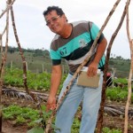 Técnicos da Cohidro testam com sucesso nova variedade de pepino em Lagarto - Fotos: Ascom/Cohidro