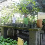Passeios terapêuticos fazem parte da rotina dos acolhidos do Cemec -