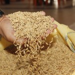 Jackson entrega 400 toneladas de sementes de arroz de alta produtividade a agricultores do Baixo S. Francisco - Jackson fez a entrega simbólica das sementes ao parceleiro Francisco Passos / Fotos: Victor Ribeiro/ASN