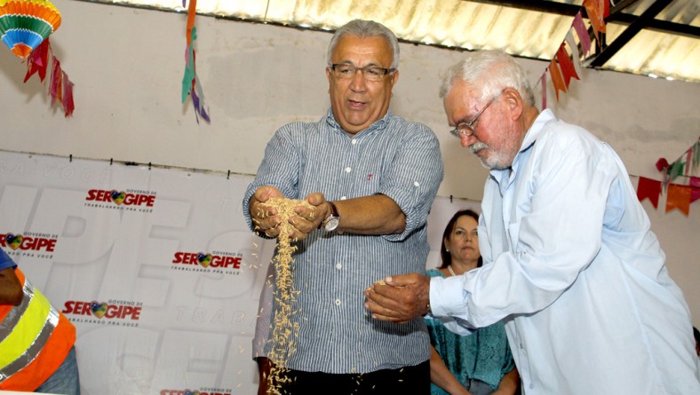 Jackson entrega 400 toneladas de sementes de arroz de alta produtividade a agricultores do Baixo S. Francisco