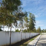 Estações de esgoto recebem plantio de eucalipto - (Fotos: Ascom/Deso)