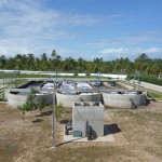 Estações de esgoto recebem plantio de eucalipto - (Fotos: Ascom/Deso)