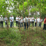 Técnicos participam de dia especial sobre a cultura da mandioca   - Fotos: Ascom/Emdagro