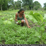 PAA gera renda a agricultores e combate à fome de comunidades carentes -