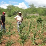 Agricultores familiares dão exemplo de plantio sustentável - Fotos: Ascom/Pronese