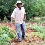 Agricultores familiares dão exemplo de plantio sustentável - Fotos: Ascom/Pronese