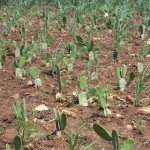 Agricultores familiares dão exemplo de plantio sustentável - Fotos: Ascom/Pronese
