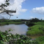 Rio Paripe em Indiaroba ganha novas mudas no entorno de suas margens  -
