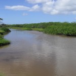 Rio Paripe em Indiaroba ganha novas mudas no entorno de suas margens  -