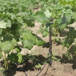 Governo apresenta novo sistema de irrigação a agricultores de Itabaiana - Fotos: Ascom/Cohidro
