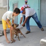 Campanha Antirrábica já imunizou mais de 50 mil animais em Sergipe - Foto: Arquivo/F5 News