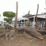 'Dia de Campo' sobre mandioca reúne agricultores de 5 municípios em Lagarto - Fotos: Ascom/Agricultura