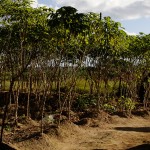 Jackson lança Decreto de Isenção do ICMS da farinha de mandioca -