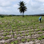 Governo do Estado viabiliza R$ 460 mil em linhas de crédito para agricultores - O agricultor Silvio Mendonça de Jesus/ Foto: Ascom/ Cohidro