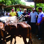 Agricultores familiares fazem visita técnica promovida pela Emdagro - Fotos: Ascom/Agricultura