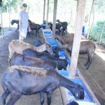 Governo de Sergipe apoia criadores de caprinos e ovinos - Fotos: Ascom/Pronese