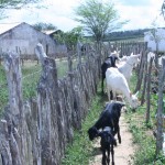 Governo de Sergipe apoia criadores de caprinos e ovinos - Fotos: Ascom/Pronese