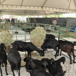 Banese apoia Feira Agropecuária de Glória - A Feira Agropecuária de Glória foi aberta nesta quintafeira