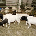 Jackson visita 72ª Expoese e acompanha leilão de animais -