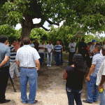 Produção de cacau demonstra viabilidade da cultura em Sergipe   - Fotos: Ascom/Emdagro