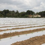 nutrientes da fertirrigação são distribuídos às plantas pelo sistema de irrigação / Fotos: Ascom/Cohidro