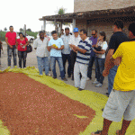 Produção de cacau demonstra viabilidade da cultura em Sergipe   - Fotos: Ascom/Emdagro