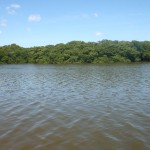 Adema investe na preservação de manguezais em 2013 - Fotos: Ascom/Semarh
