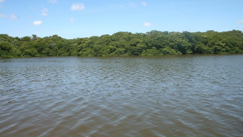 Adema investe na preservação de manguezais em 2013