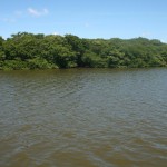 Adema investe na preservação de manguezais em 2013 - Fotos: Ascom/Semarh