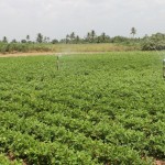 Governo incentiva a renda na agricultura irrigada e beneficia 9.315 pessoas - Diretor de Irrigação da Cohidro